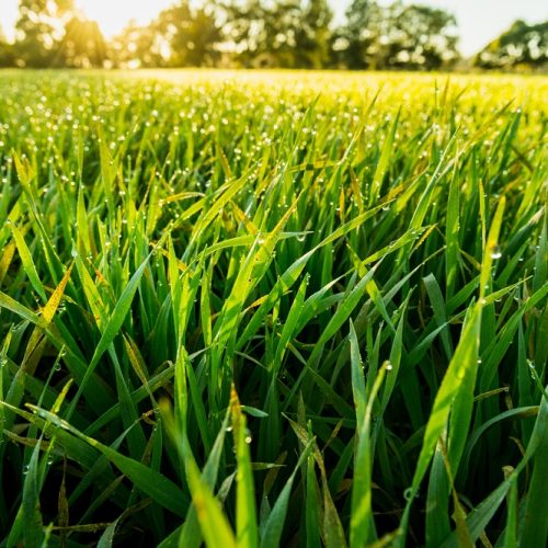 BARLEY LEAVES IN SYNERGREENS