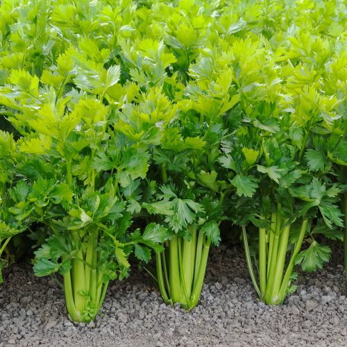 CELERY IN SYNERGREENS