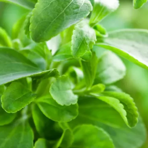 CHLORELLA STEVIA IN SYNERGREENS