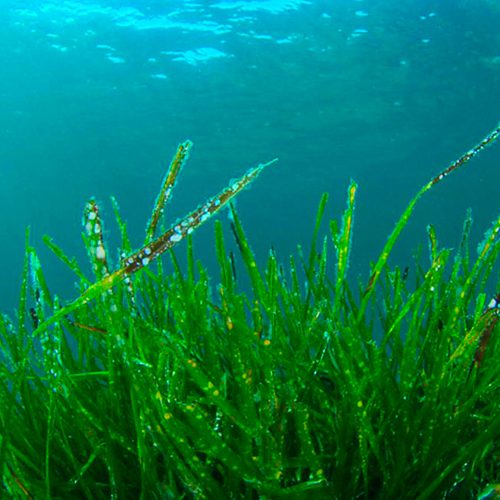 SPIRULINA ON SYNERGREENS