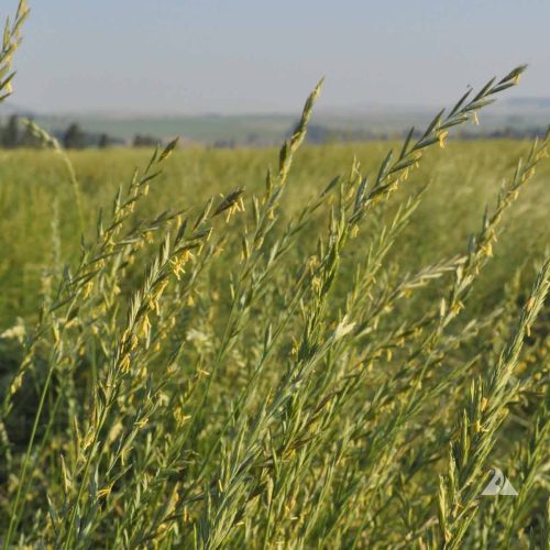 WHEAT GRASS IN SYNERGREENS